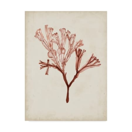 Naomi Mccavitt 'Seaweed Specimens V' Canvas Art,18x24